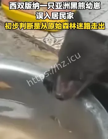 采茶路上捡小熊幼崽